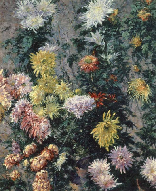 Gustave Caillebotte Chrysanthemums,Garden at Petit Gennevilliers Norge oil painting art
